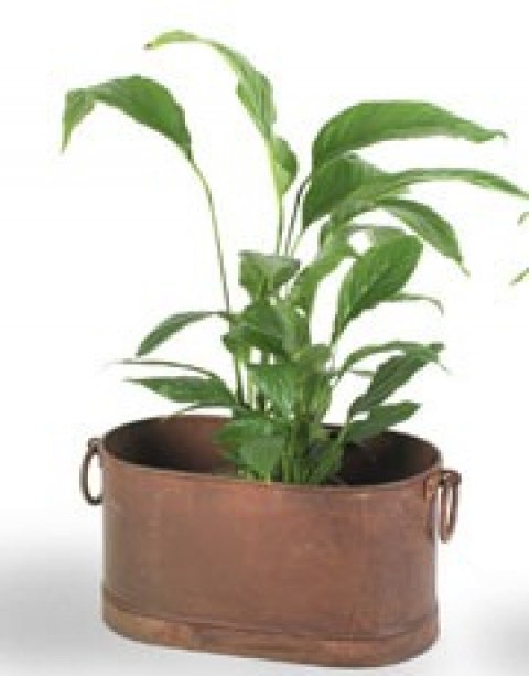 LARGE ANTIQUE OVAL BUCKET