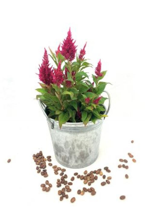 TIN PAIL W/ ROUND HANDLE 