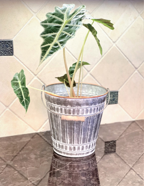 WHITE WASH W/ GALV PAIL AND EMBOSSED BEE DESIGN 8"H