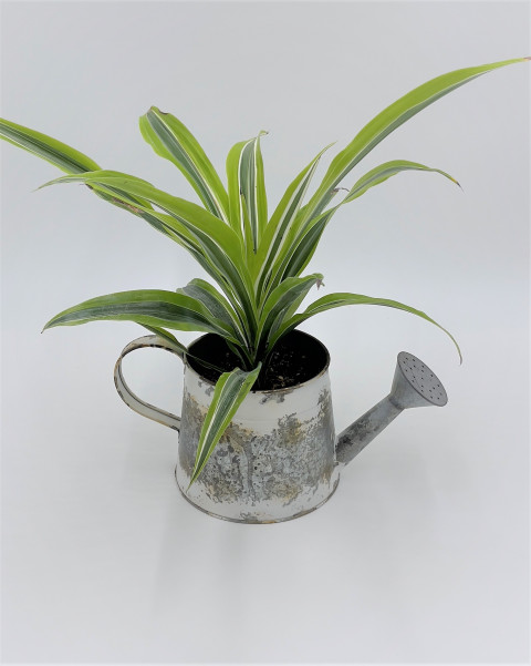 WHITEWASH WATERING CAN PLANTER 11.02X5.51XH4.33/4.72"